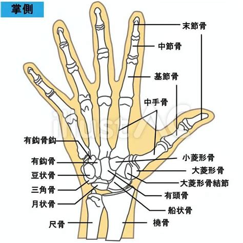 手 骨|手関節の解剖と運動：基本情報のまとめ 